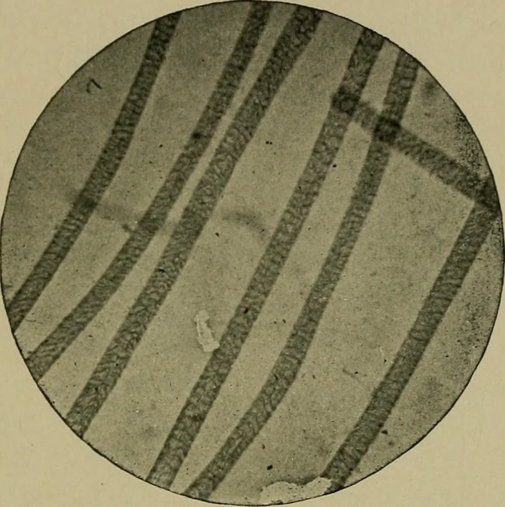 An illustration from The textile fibres; their physical, microscopical, and chemical properties, 1904, leaf 70