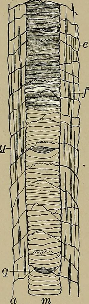 An illustration from The textile fibres; their physical, microscopical, and chemical properties, 1904, leaf 71