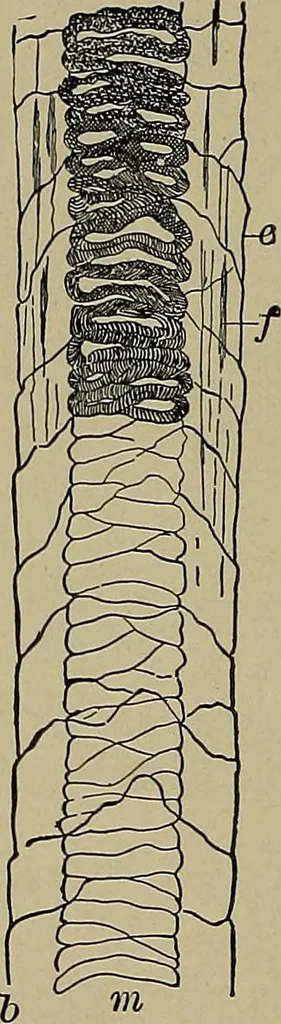 An illustration from The textile fibres; their physical, microscopical, and chemical properties, 1904, leaf 71
