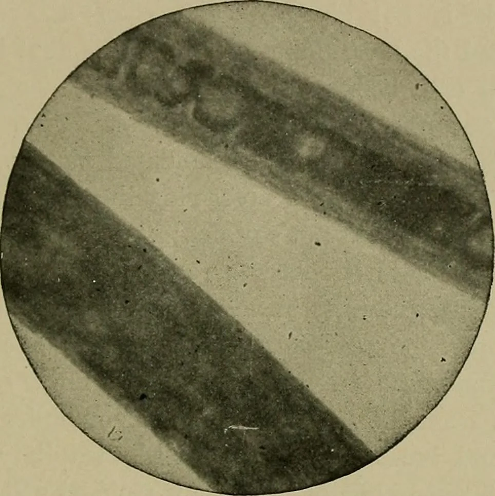 An illustration from The textile fibres; their physical, microscopical, and chemical properties, 1904, leaf 76