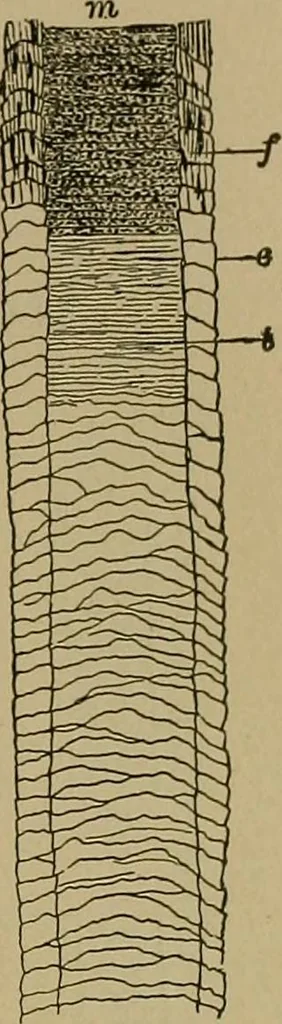 An illustration from The textile fibres; their physical, microscopical, and chemical properties, 1904, leaf 78