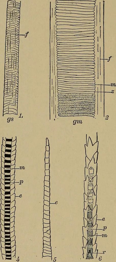 An illustration from The textile fibres; their physical, microscopical, and chemical properties, 1904, leaf 79
