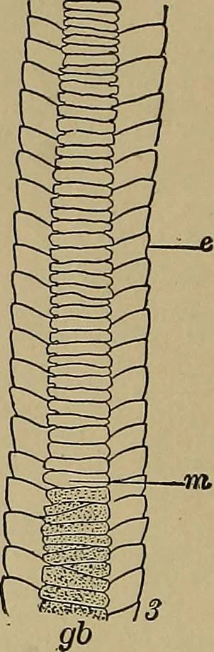 An illustration from The textile fibres; their physical, microscopical, and chemical properties, 1904, leaf 79