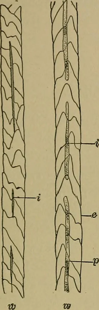 An illustration from The textile fibres; their physical, microscopical, and chemical properties, 1904, leaf 80