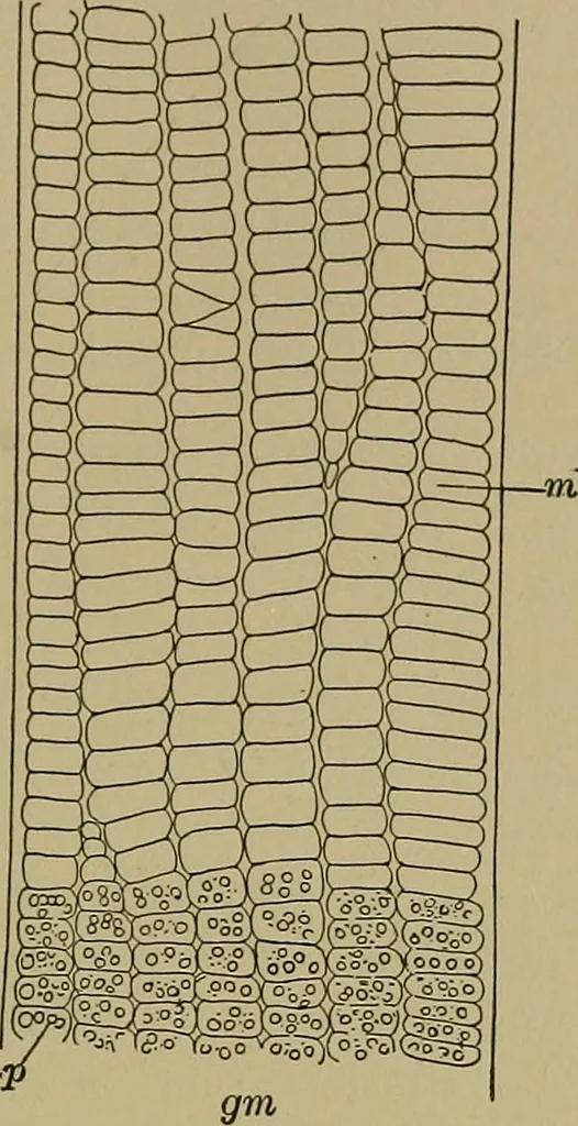 An illustration from The textile fibres; their physical, microscopical, and chemical properties, 1904, leaf 80