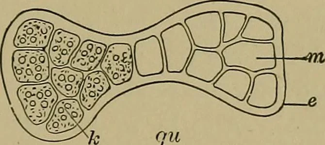 An illustration from The textile fibres; their physical, microscopical, and chemical properties, 1904, leaf 80