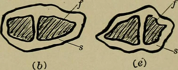 An illustration from The textile fibres; their physical, microscopical, and chemical properties, 1904, leaf 88