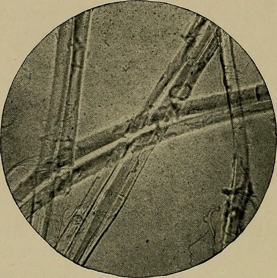 An illustration from The textile fibres; their physical, microscopical, and chemical properties, 1904, leaf 89