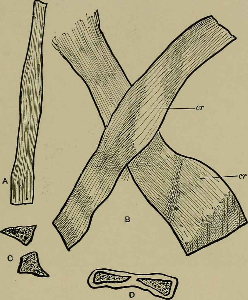 An illustration from The textile fibres; their physical, microscopical, and chemical properties, 1904, leaf 90