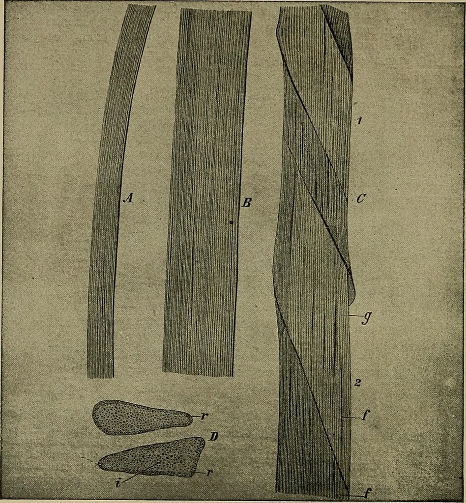 An illustration from The textile fibres; their physical, microscopical, and chemical properties, 1904, leaf 91