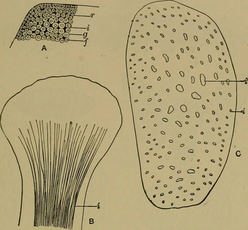 An illustration from The textile fibres; their physical, microscopical, and chemical properties, 1904, leaf 92