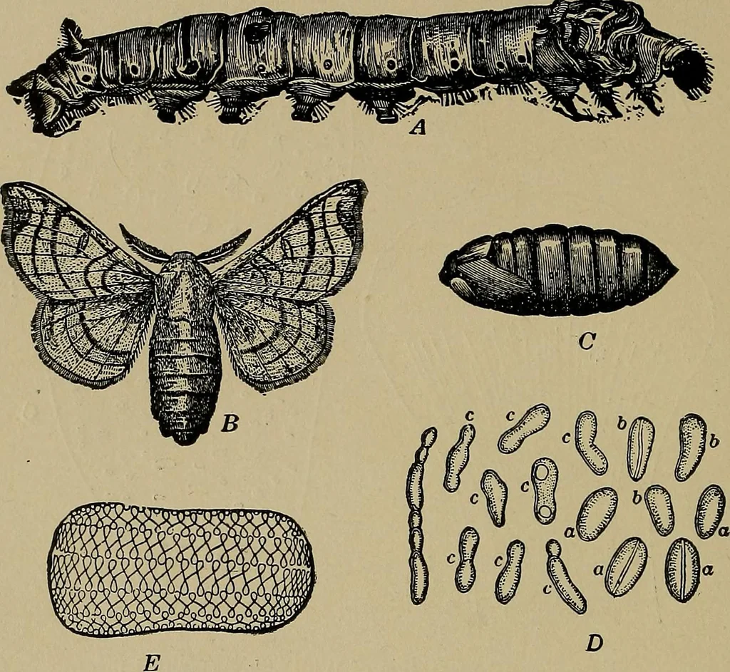 An illustration from The textile fibres; their physical, microscopical, and chemical properties, 1904, leaf 93