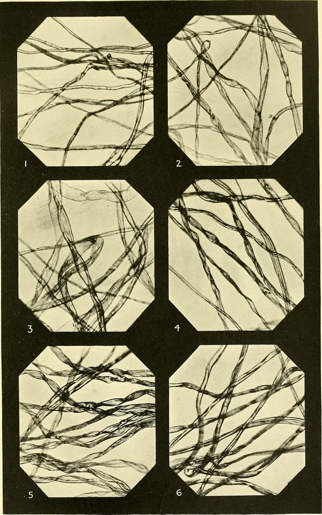 An illustration from The textile industries : a practical guide to fibres, yarns & fabrics in every branch of textile manufacture, including preparation of fibres, spinning, doubling, designing, weaving, bleaching, printing, dyeing and finishing, 1910, leaf 118
