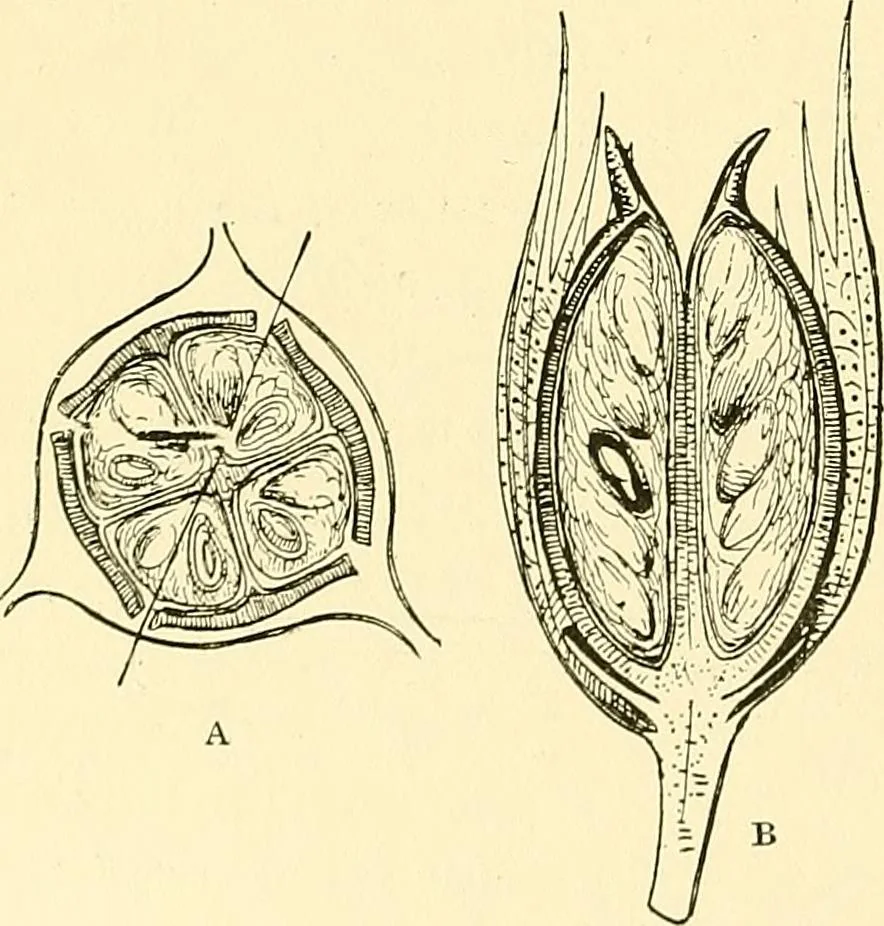 An illustration from The textile industries : a practical guide to fibres, yarns & fabrics in every branch of textile manufacture, including preparation of fibres, spinning, doubling, designing, weaving, bleaching, printing, dyeing and finishing, 1910, leaf 129