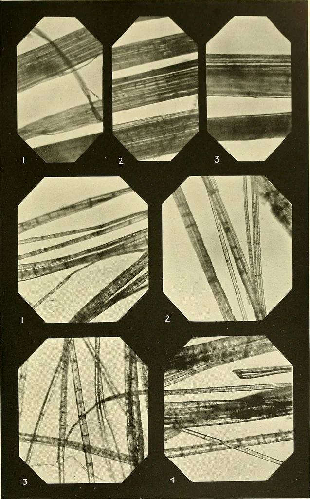 An illustration from The textile industries : a practical guide to fibres, yarns & fabrics in every branch of textile manufacture, including preparation of fibres, spinning, doubling, designing, weaving, bleaching, printing, dyeing and finishing, 1910, leaf 142