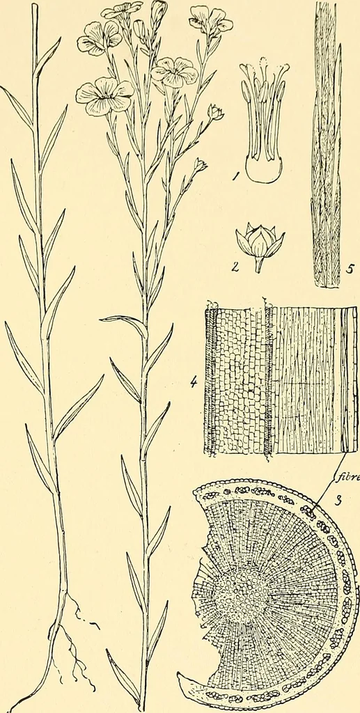 An illustration from The textile industries : a practical guide to fibres, yarns & fabrics in every branch of textile manufacture, including preparation of fibres, spinning, doubling, designing, weaving, bleaching, printing, dyeing and finishing, 1910, leaf 144
