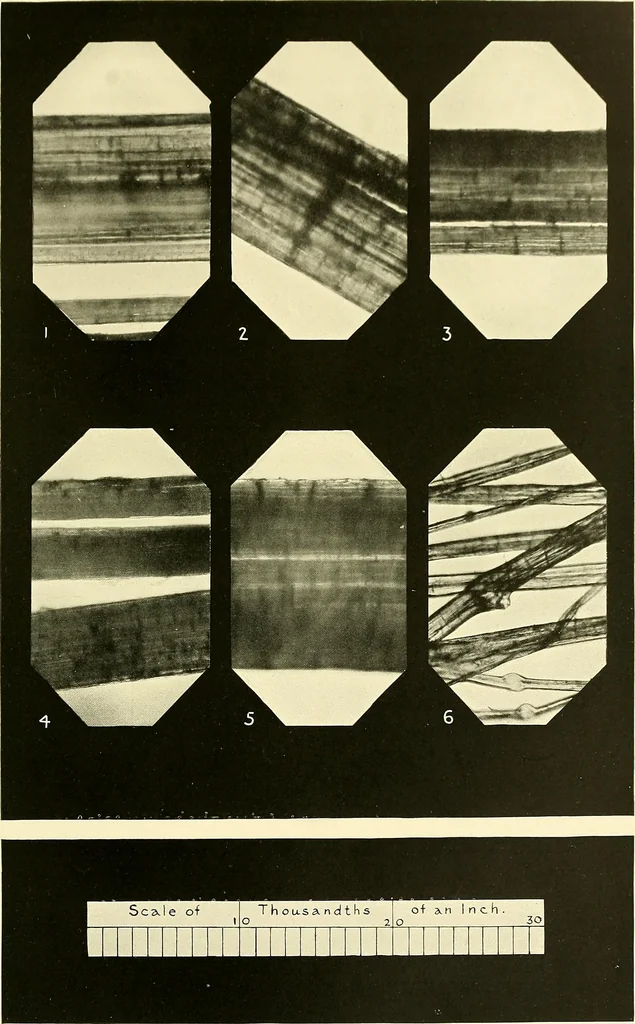 An illustration from The textile industries : a practical guide to fibres, yarns & fabrics in every branch of textile manufacture, including preparation of fibres, spinning, doubling, designing, weaving, bleaching, printing, dyeing and finishing, 1910, leaf 154