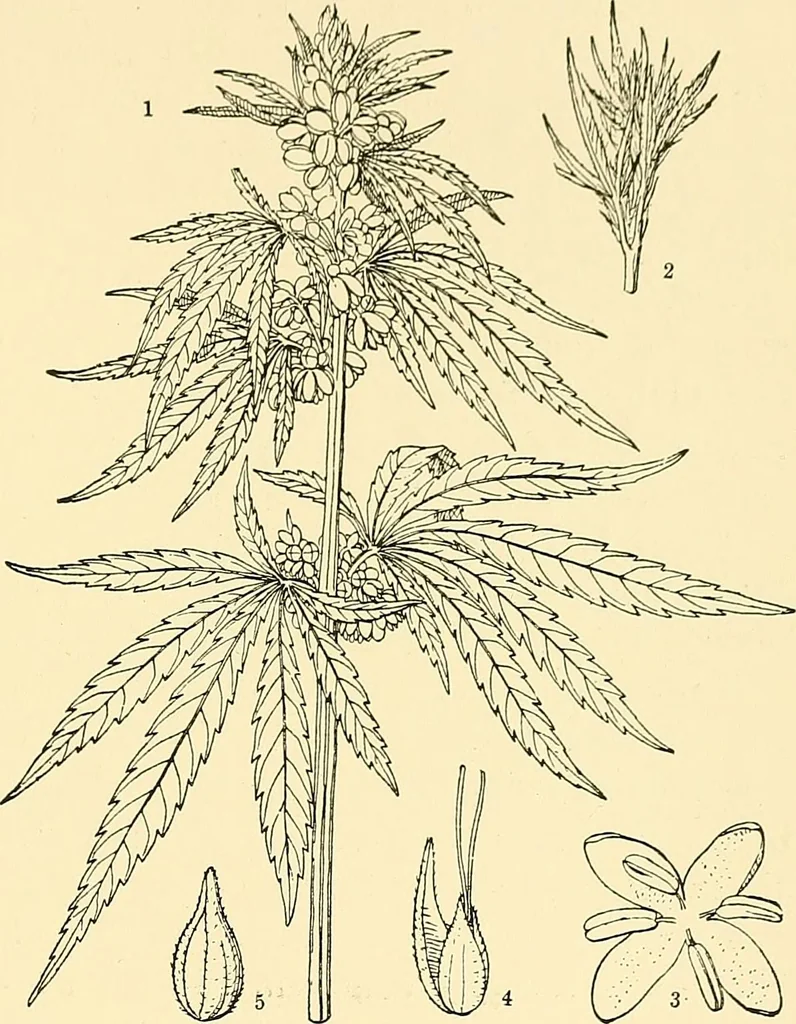 An illustration from The textile industries : a practical guide to fibres, yarns & fabrics in every branch of textile manufacture, including preparation of fibres, spinning, doubling, designing, weaving, bleaching, printing, dyeing and finishing, 1910, leaf 156