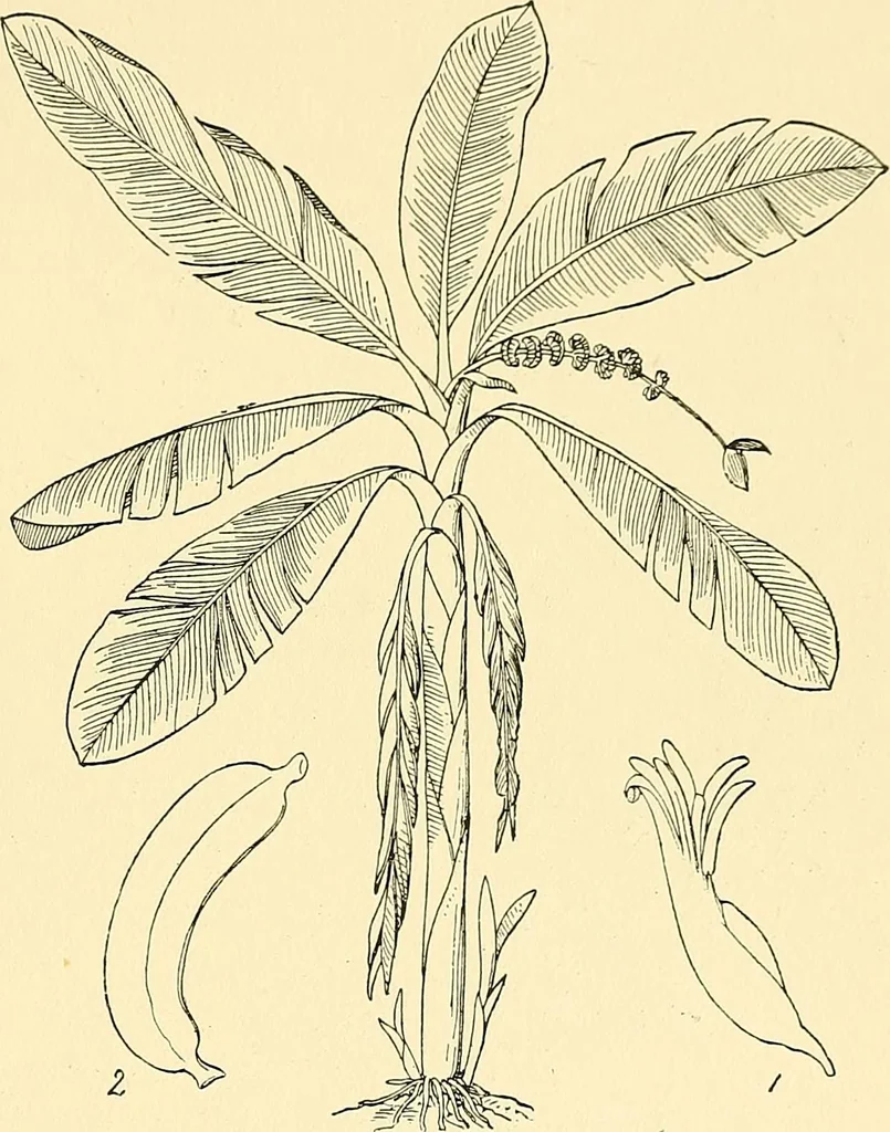An illustration from The textile industries : a practical guide to fibres, yarns & fabrics in every branch of textile manufacture, including preparation of fibres, spinning, doubling, designing, weaving, bleaching, printing, dyeing and finishing, 1910, leaf 158
