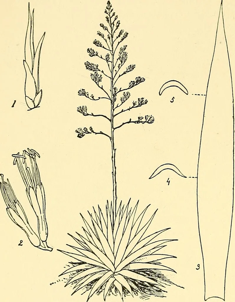 An illustration from The textile industries : a practical guide to fibres, yarns & fabrics in every branch of textile manufacture, including preparation of fibres, spinning, doubling, designing, weaving, bleaching, printing, dyeing and finishing, 1910, leaf 159