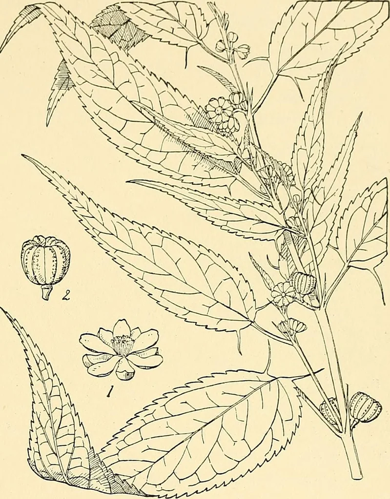 An illustration from The textile industries : a practical guide to fibres, yarns & fabrics in every branch of textile manufacture, including preparation of fibres, spinning, doubling, designing, weaving, bleaching, printing, dyeing and finishing, 1910, leaf 162