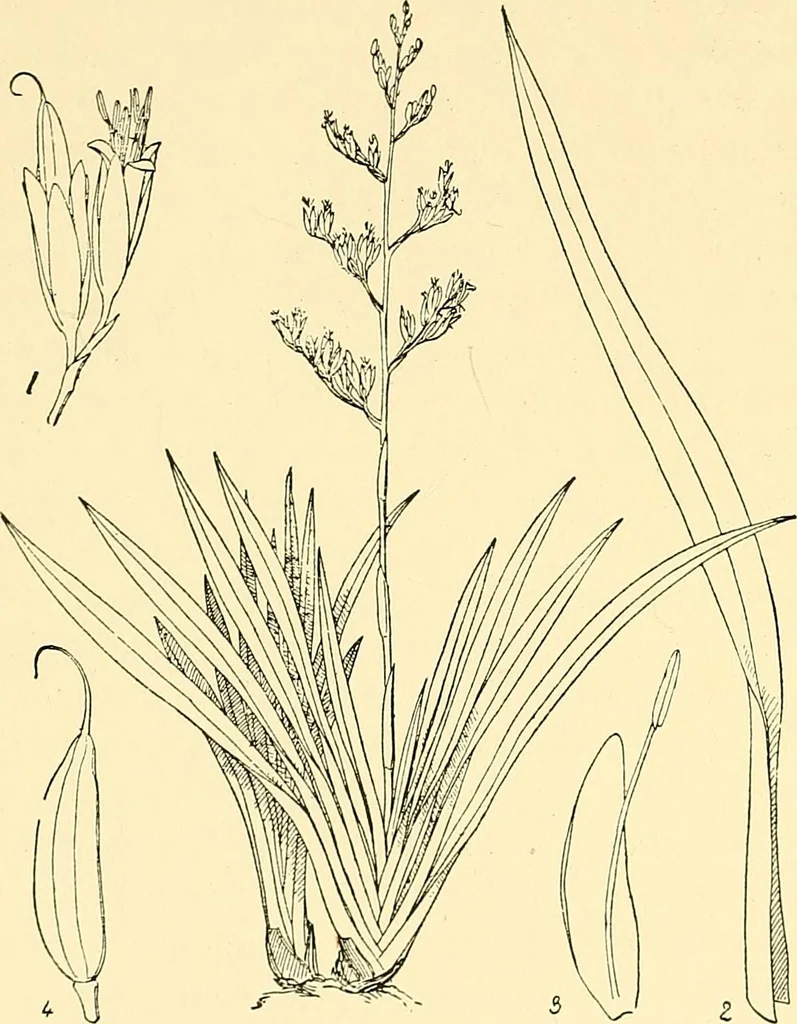 An illustration from The textile industries : a practical guide to fibres, yarns & fabrics in every branch of textile manufacture, including preparation of fibres, spinning, doubling, designing, weaving, bleaching, printing, dyeing and finishing, 1910, leaf 169