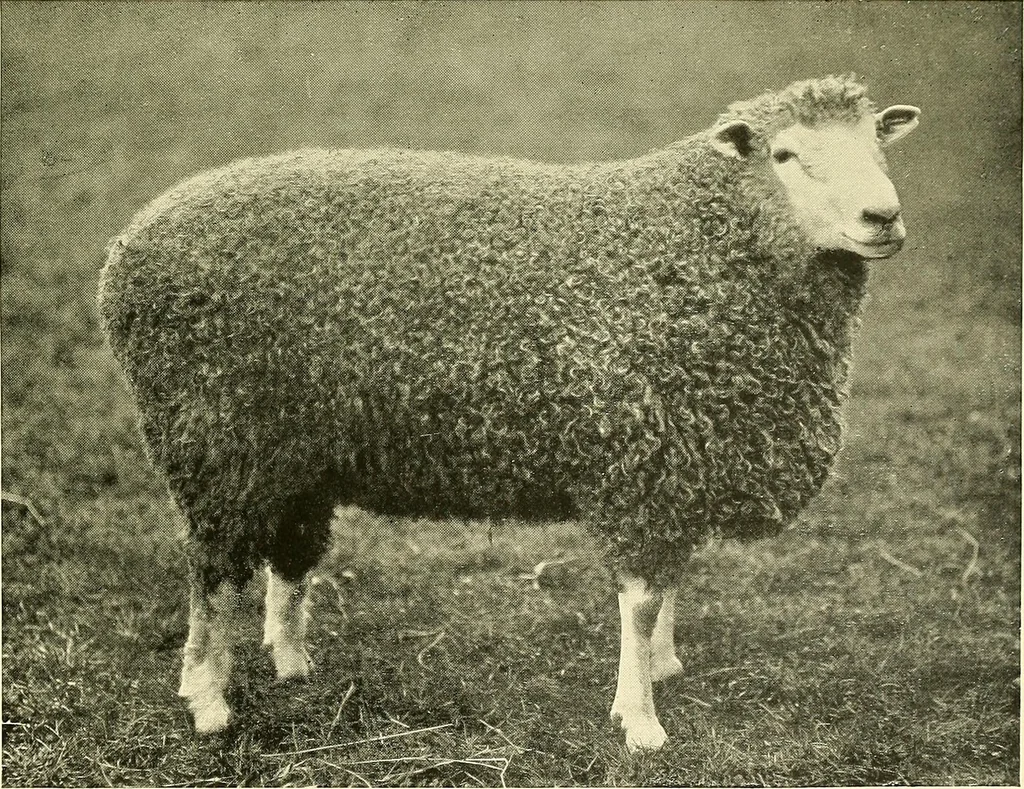 An illustration from The textile industries : a practical guide to fibres, yarns & fabrics in every branch of textile manufacture, including preparation of fibres, spinning, doubling, designing, weaving, bleaching, printing, dyeing and finishing, 1910, leaf 198