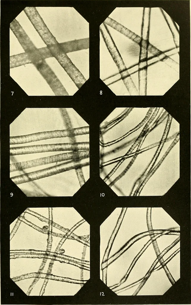 An illustration from The textile industries : a practical guide to fibres, yarns & fabrics in every branch of textile manufacture, including preparation of fibres, spinning, doubling, designing, weaving, bleaching, printing, dyeing and finishing, 1910, leaf 70