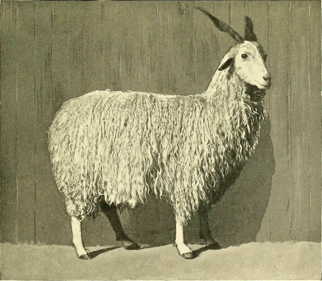 An illustration from The textile industries : a practical guide to fibres, yarns & fabrics in every branch of textile manufacture, including preparation of fibres, spinning, doubling, designing, weaving, bleaching, printing, dyeing and finishing, 1910, leaf 82
