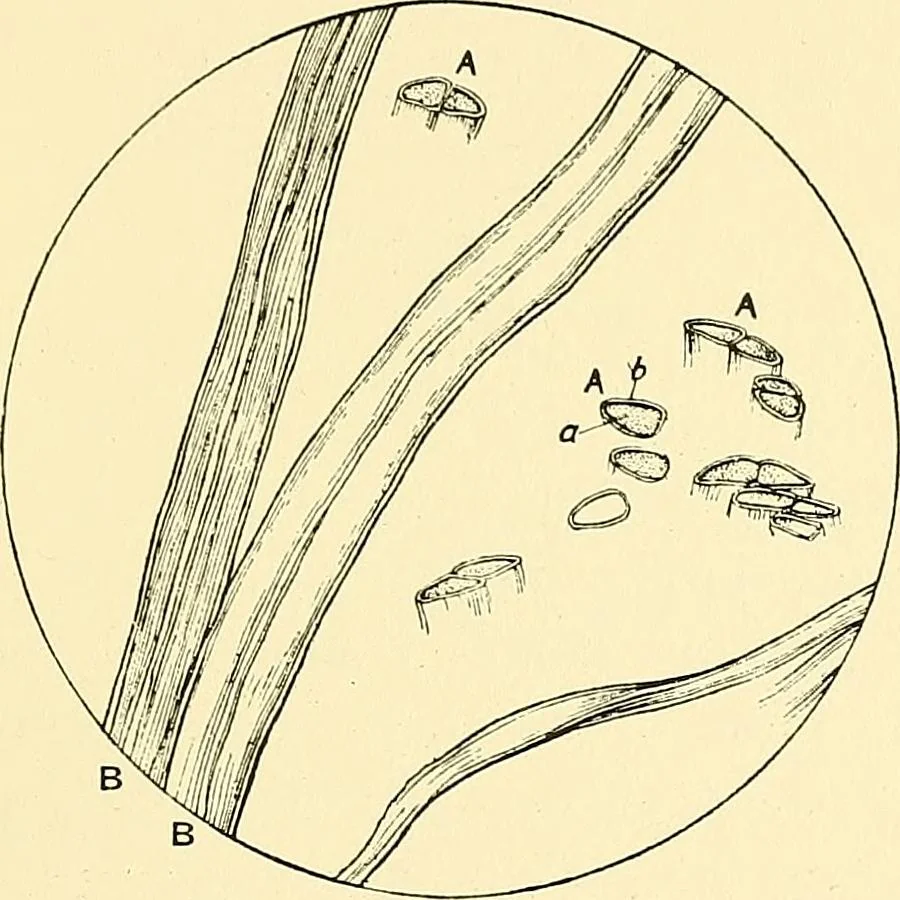 An illustration from The textile industries : a practical guide to fibres, yarns & fabrics in every branch of textile manufacture, including preparation of fibres, spinning, doubling, designing, weaving, bleaching, printing, dyeing and finishing, 1910, leaf 96