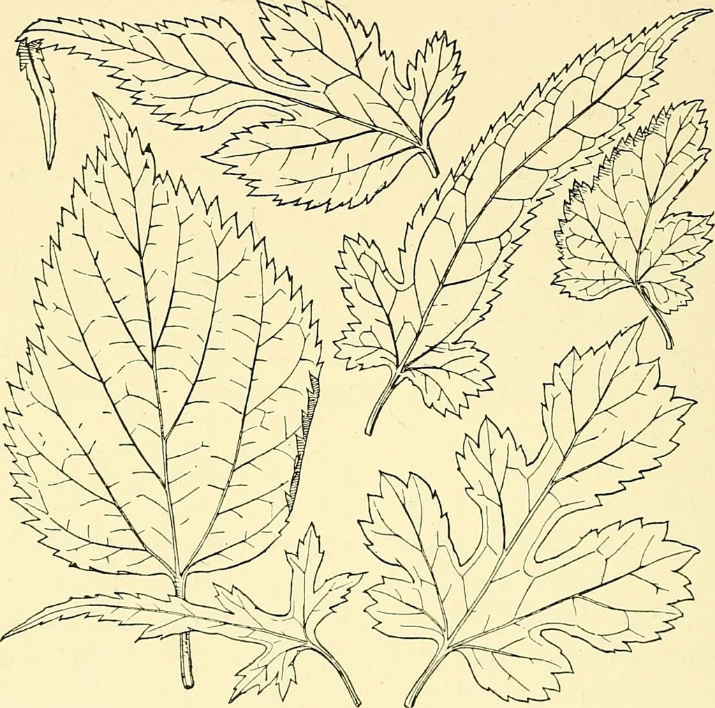 An illustration from The textile industries : a practical guide to fibres, yarns & fabrics in every branch of textile manufacture, including preparation of fibres, spinning, doubling, designing, weaving, bleaching, printing, dyeing and finishing, 1910, leaf 99