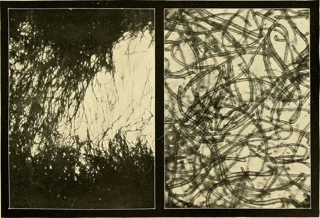 An illustration from The textile industries : a practical guide to fibres, yarns & fabrics in every branch of textile manufacture, including preparation of fibres, spinning, doubling, designing, weaving, bleaching, printing, dyeing and finishing, 1910, leaf 24