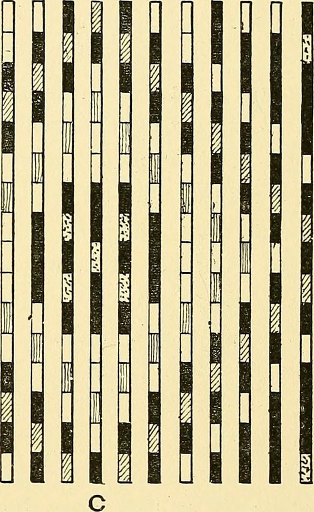 An illustration from The textile industries : a practical guide to fibres, yarns & fabrics in every branch of textile manufacture, including preparation of fibres, spinning, doubling, designing, weaving, bleaching, printing, dyeing and finishing, 1910, leaf 205