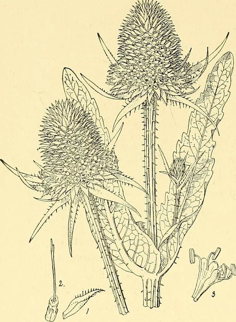 An illustration from The textile industries : a practical guide to fibres, yarns & fabrics in every branch of textile manufacture, including preparation of fibres, spinning, doubling, designing, weaving, bleaching, printing, dyeing and finishing, 1910, leaf 145