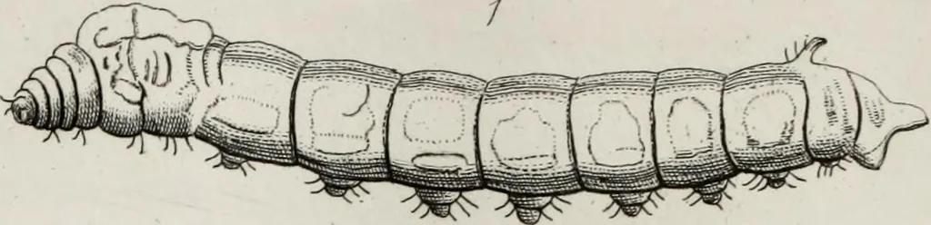 An illustration from The textile manufactures of the ancients : embracing the history of silk, linen, cotton, wool, and other fibrous substances : deduced from Yate's [sic] Textrinum antiquorum, and other authentic sources, 1873, leaf 153