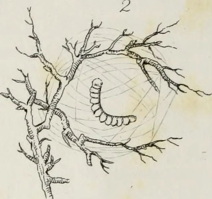 An illustration from The textile manufactures of the ancients : embracing the history of silk, linen, cotton, wool, and other fibrous substances : deduced from Yate's [sic] Textrinum antiquorum, and other authentic sources, 1873, leaf 153