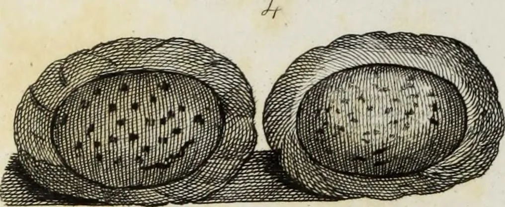 An illustration from The textile manufactures of the ancients : embracing the history of silk, linen, cotton, wool, and other fibrous substances : deduced from Yate's [sic] Textrinum antiquorum, and other authentic sources, 1873, leaf 153