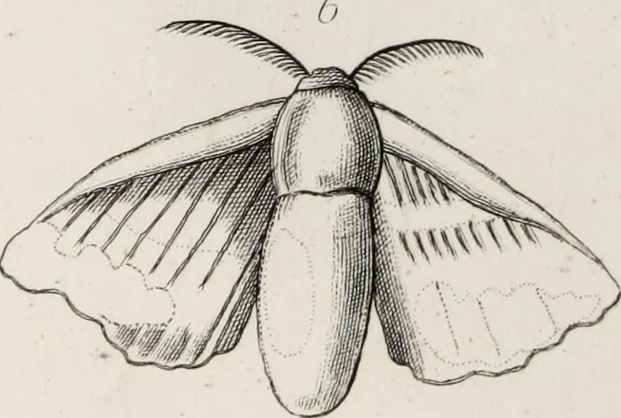 An illustration from The textile manufactures of the ancients : embracing the history of silk, linen, cotton, wool, and other fibrous substances : deduced from Yate's [sic] Textrinum antiquorum, and other authentic sources, 1873, leaf 153