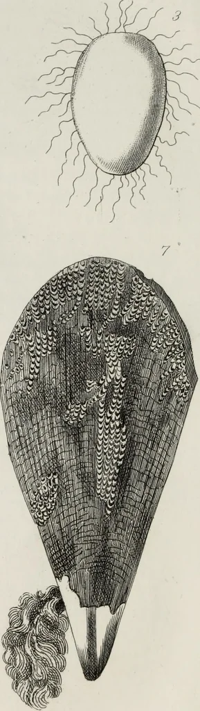 An illustration from The textile manufactures of the ancients : embracing the history of silk, linen, cotton, wool, and other fibrous substances : deduced from Yate's [sic] Textrinum antiquorum, and other authentic sources, 1873, leaf 153