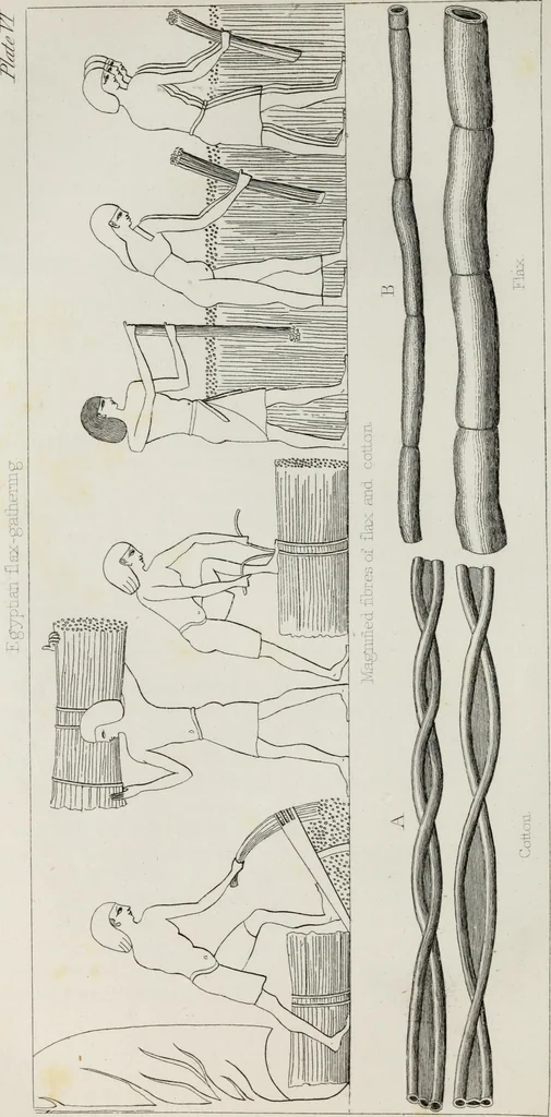 An illustration from The textile manufactures of the ancients : embracing the history of silk, linen, cotton, wool, and other fibrous substances : deduced from Yate's [sic] Textrinum antiquorum, and other authentic sources, 1873, leaf 399