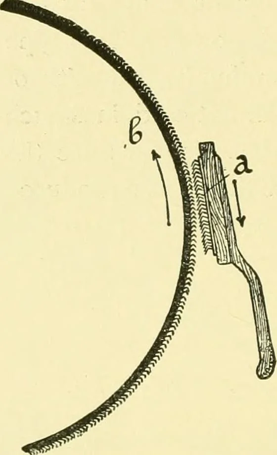 An illustration from Textile raw materials and their conversion into yarns : (the study of the raw materials and the technology of the spinning process) a text-book for textile, trade and higher technical schools, as also for self-instruction ; based upon the ordinary syllabus and curriculum of the Imperial and Royal Austrian weaving schools, 1901, leaf 171