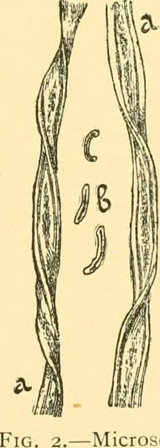 An illustration from Textile raw materials and their conversion into yarns : (the study of the raw materials and the technology of the spinning process) a text-book for textile, trade and higher technical schools, as also for self-instruction ; based upon the ordinary syllabus and curriculum of the Imperial and Royal Austrian weaving schools, 1901, leaf 20