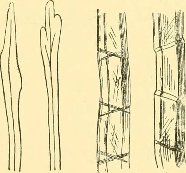 An illustration from Textile raw materials and their conversion into yarns : (the study of the raw materials and the technology of the spinning process) a text-book for textile, trade and higher technical schools, as also for self-instruction ; based upon the ordinary syllabus and curriculum of the Imperial and Royal Austrian weaving schools, 1901, leaf 46