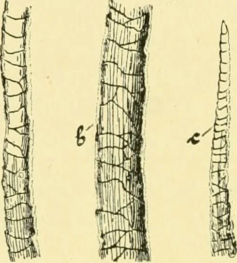An illustration from Textile raw materials and their conversion into yarns : (the study of the raw materials and the technology of the spinning process) a text-book for textile, trade and higher technical schools, as also for self-instruction ; based upon the ordinary syllabus and curriculum of the Imperial and Royal Austrian weaving schools, 1901, leaf 71