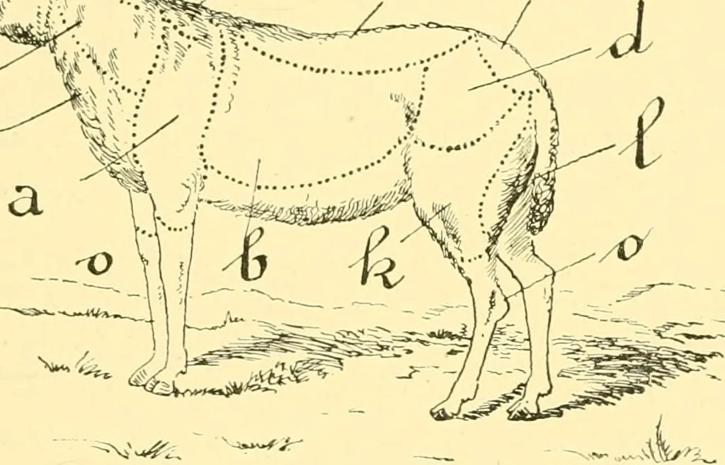 An illustration from Textile raw materials and their conversion into yarns : (the study of the raw materials and the technology of the spinning process) a text-book for textile, trade and higher technical schools, as also for self-instruction ; based upon the ordinary syllabus and curriculum of the Imperial and Royal Austrian weaving schools, 1901, leaf 84