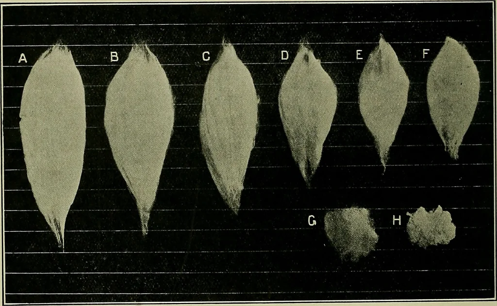 An illustration from Textiles, 1922, leaf 157