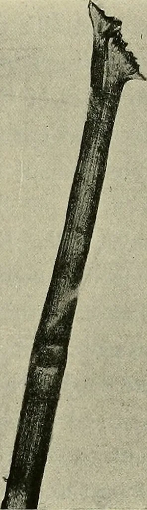 An illustration from Textiles, 1922, leaf 80