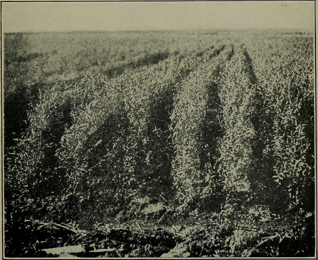 An illustration from Textiles, 1916, leaf 146