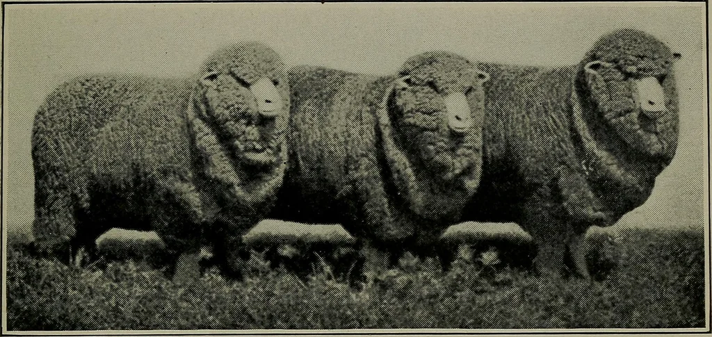An illustration from Textiles, 1916, leaf 160