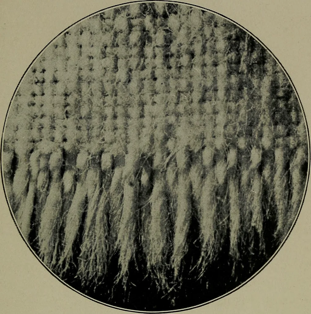 An illustration from Textiles, 1916, leaf 386